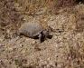 Desert Tortoise at New Jack City